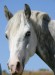 2007-8-30-Hlava bílého koně.jpg